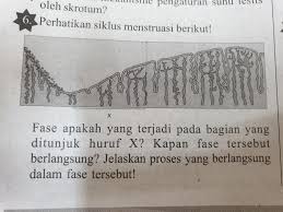 Haid atau menstruasi adalah darah yang keluar sebagai akibat peluruhan dinding rahim karena tak adanya pembuahan. Perhatikan Siklus Menstruasi Berikut Fase Apakah Yang Terjadi Pada Bagian Yang Ditunjuk Huruf X Brainly Co Id