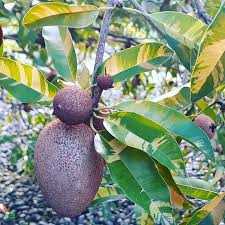 What is the color of sapodilla seeds? Variegated Sapodilla Rare Grafted Sobeda Chikoo Fruit Plant Nestreeo Com
