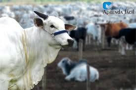 Dimensionamento, manejo, nutrição e sanidade conheça um curso de. 4Âª Edicao Atualizada Do Livro Confinamento De Bovinos Na Pecuaria De Corte Aprenda Facil Editora Afe