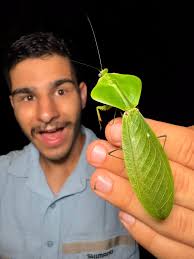 My Sphodropoda quinquedens boy molted to adulthood. I love his red antennae  and those beautiful wings😍
