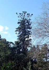 Image result for Araucaria cunninghamii