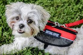 The Top Benefits Of Getting An Emotional Support Dog For Anxiety