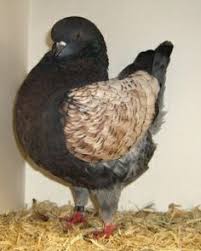 44 Best Modena Pigeon Images Pigeon Pigeon Breeds Dove