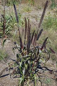 Image result for Cenchrus americanus