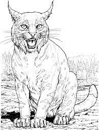 Big Cat Coloring Pages Cat Coloring Page Animal Coloring Books Cat Colors