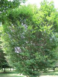 Image result for Fagus sylvatica Cockleshell