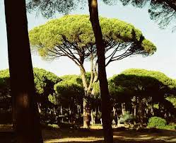 A charming conifer that brings the feel of a pine forest indoors. Stone Pine Wikipedia