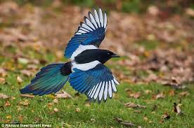 Common magpie (25) common merganser (3) common moorhen (10. Magpies In Multicolour Stunning Pictures Reveal Magnificent Rainbow Wings Of Normally Black And White Bird As It Glides Inches Above The Ground Daily Mail Online