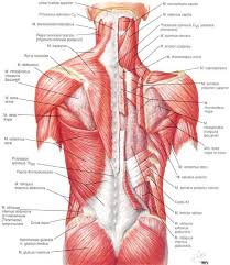This muscle is responsible for elevating and depressing the scapula, and it can also retract the scapula. Human Anatomy And Physiology Of Muscles Anatomy And Physiology Human Anatomy And Physiology Muscle Anatomy