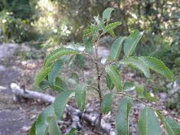 Image result for Dalbergia obovata