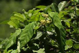 Image result for Marsdenia cynanchoides