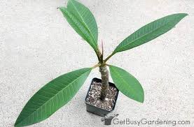 Note, the best time to take a cutting and propagate a frangipani tree is late spring to early summer. How To Propagate Plumeria From Cuttings Get Busy Gardening