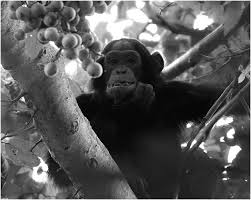 Image result for Dictyophleba lucida