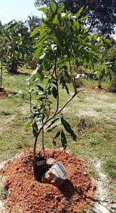 Satellite map of mata kucing: Jualan Anak Pokok Mata Kucing Buah Mata Kucing Tempatan Facebook
