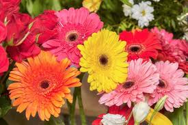 Image result for Gerbera jamesonii