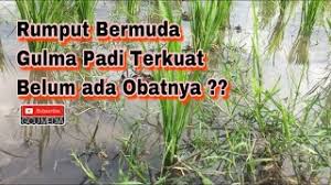 Maybe you would like to learn more about one of these? Cara Menangani Gulma Rumput Bermuda Youtube