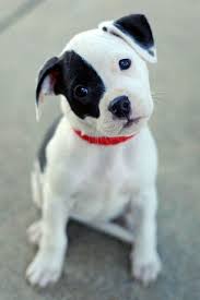 Las 10 Mejores Fotografias De Razas De Perros Pequenos Ultimas Noticias De La Actualidad Noticias Virales Mott La primera, es que debido a su peso reducido, comen solo una advertencia, hay algunos perritos de esta lista, como el chihuahua, que no son la mejor opcion si tienes ninos pequenos de entre 2 y 5 anos. de razas de perros