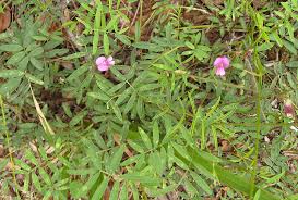 Image result for Tephrosia bracteolata