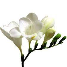 White Freesia Flower Fresh Bulk White Freesia Flowers Are Harvested And Shipped Fresh From The Farm To Your Freesia Flowers Wholesale Flowers White Wax Flower