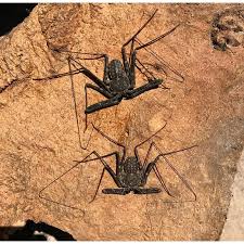 Check spelling or type a new query. Tailless Whip Scorpions Damon Diadema