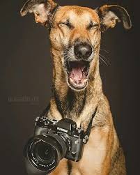 dog photographer hunde lustige hunde hunde fotos