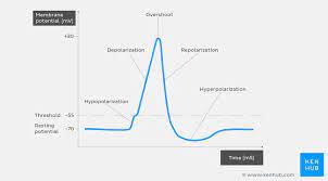 In the neuron an action potential produces the nerve impulse, and in the muscle cell it produces the contraction required for all movement. Action Potential Definition Steps Phases Kenhub