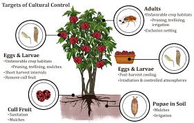 Out of fashion since 1905. Insects Free Full Text Cultural Control Of Drosophila Suzukii In Small Fruit Current And Pending Tactics In The U S Html