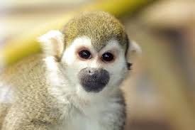 Reid Park Zoo Announces Death of Squirrel Monkey Dazzle