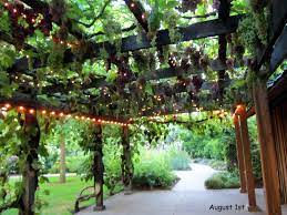 Garden Vines Plant Gardenvines Grape Vine Trellis Vine Trellis Grape Vine Plant