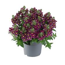 Image result for Nemesia fruticans