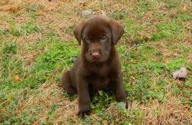 Akc 3 beautiful male chocolate lab puppies. Explore Happy Healthy Silver Labrador Puppies In Nc Happy Lab Kennels