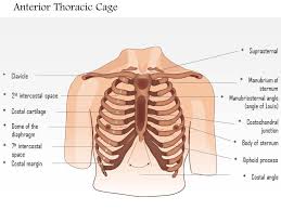 An understanding of chest wall kinematics might help define the loss of function after resection and the effects of various chest wall substitutes. 0514 Male Chest Wall Anterior View Medical Images For Powerpoint Ppt Images Gallery Powerpoint Slide Show Powerpoint Presentation Templates