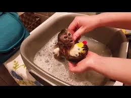 Check out our capuchin monkey selection for the very best in unique or custom, handmade pieces from our shops. Get A Bath A Baby Monkey Lucy Youtube Cute Baby Monkey Baby Monkey Baby Orangutan