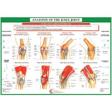 Chartex Knee Anatomical Chart