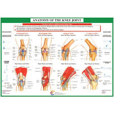 chartex knee anatomical chart