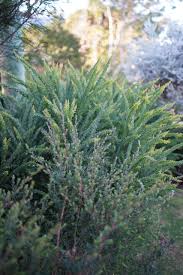 Image result for Callicoma