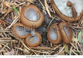 Image result for Humularia