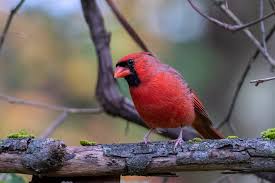 Bird house this topic has 1 reply, 1 voice, and was last updated 1 year, 1 month ago by gregt. Attract Cardinals To Your Yard