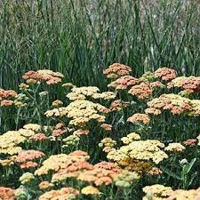 Our Own Breeding Has Resulted In This Beautiful New Achillea Antique Parchment Soft Peach And Apricot Tones Turning To Pastel Parch Plants Perennials Garden