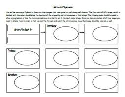 Fun book great childhood memory. Mitosis Flip Book Worksheets Teaching Resources Tpt