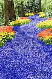 beautiful field filled with spring flowers such as tulips and muscari along a back fence to look like a str beaux jardins fantaisie de jardin jardins du monde