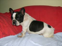 Entdecke 3 anzeigen für bullys suchen ein zuhause zu bestpreisen. Franz Bulldogge Bully Sweety Notfall Hundin Zuhause Gefunden Tierfreunde Helfen Tieren In Not E V Happy Ends Archiv Von Zergportal De