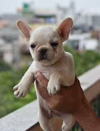 Bulldog frenchie french bulldog frenchbulldog puppy. French Bulldog Puppies French Bulldog Puppies Bulldog Puppies Bulldog Puppies For Sale