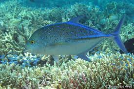 Untuk warna tubuh yang mendominasi ialah warna hitam. Jenis Jenis Ikan Air Laut Ekonomis Penting Bagian 1 Lalaukan