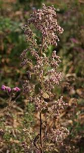 Image result for Blumea axillaris
