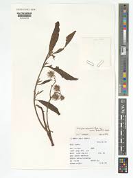 Image result for Triumfetta welwitschii