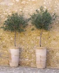 Mini European Olives In Pots Potted Trees Olive Tree Mediterranean Garden