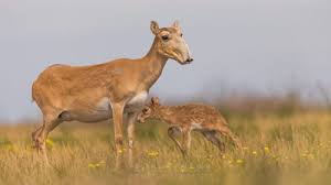 ‪حيوان السايغا – @abdulaziz2023 on Tumblr‬‏