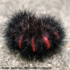 Check spelling or type a new query. Black Caterpillar Identification Pictures With Fuzzy Caterpillars