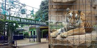 Pasalnya, pengelola kebun binatang bandung kehabisan uang untuk membeli pakan. Kebun Binatang Bandung Tak Ada Pemasukan Satwa Terancam Kelaparan